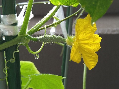 image-Home-Garden-Challenge-Cucumber_1005_4