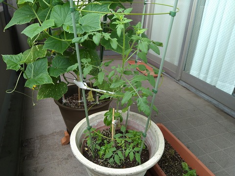 image-Home-Garden-Challenge-Cucumber_0812_2