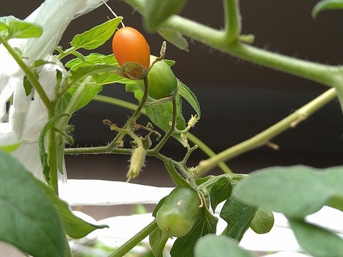 image-Home-Garden-Challenge-Cucumber_1010_2