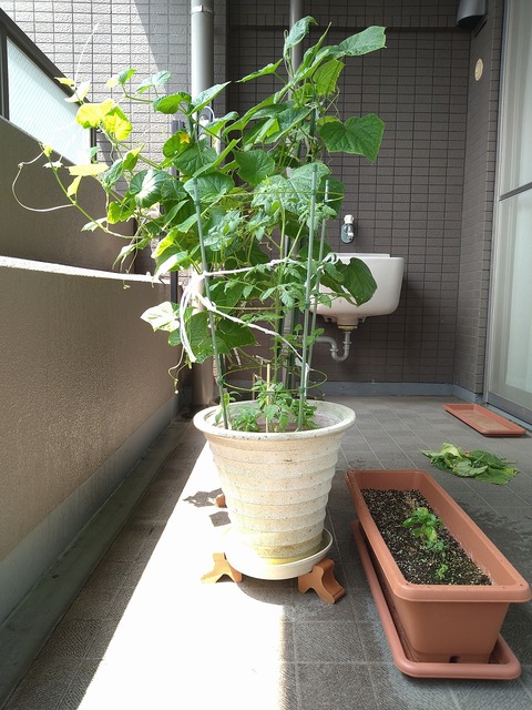 image-Home-Garden-Challenge-Cucumber_0814_5