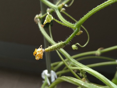 image-Home-Garden-Challenge-Cucumber_0922_3