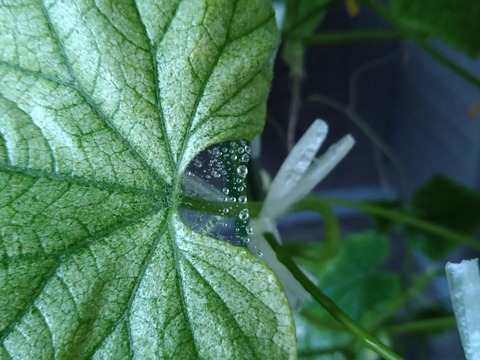 image-Home-Garden-Challenge-Cucumber_0908_2