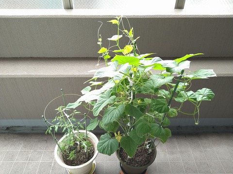 image-Home-Garden-Challenge-Cucumber_0811_1