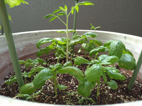image-Home-Garden-Challenge-Cucumber_0709_2
