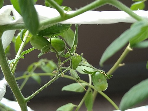 image-Home-Garden-Challenge-Cucumber_1004_2