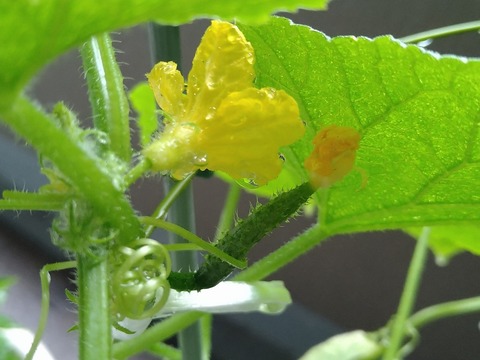 image-Home-Garden-Challenge-Cucumber_1003_3