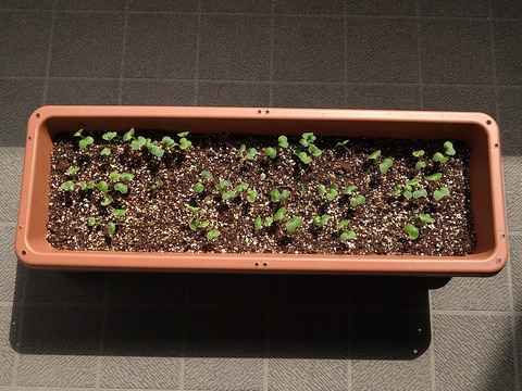image-Home-Garden-Challenge-Radish_0411_1
