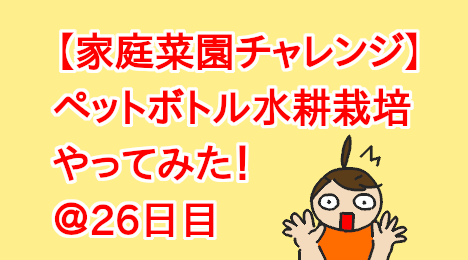 blog-title-Plastic-bottle-hydroponic-cultivation-Day26