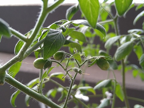 image-Home-Garden-Challenge-Cucumber_0926_2