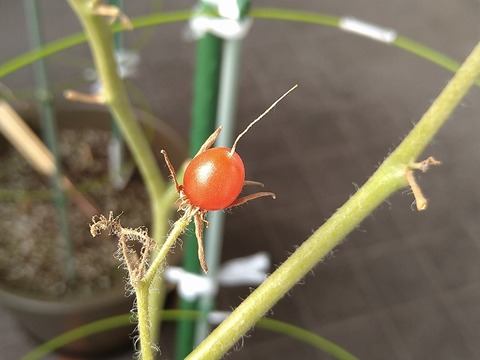 image-Home-Garden-Challenge-Cucumber_1102_2