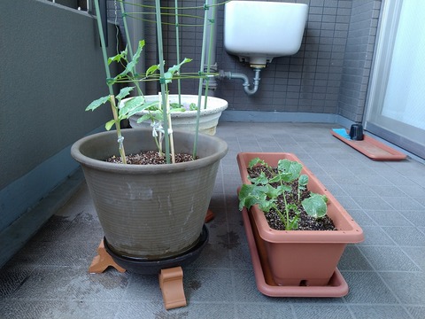 image-Home-Garden-Challenge-Radish_0629_4