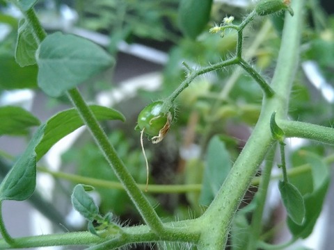 image-Home-Garden-Challenge-Cucumber_0919_3