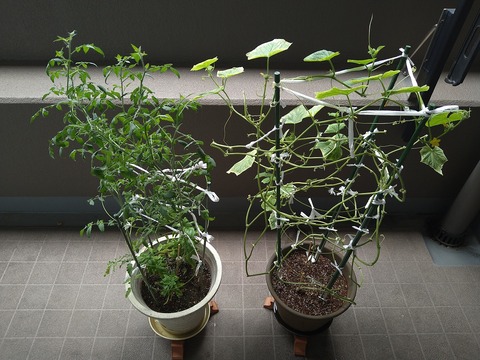 image-Home-Garden-Challenge-Cucumber_0912_1