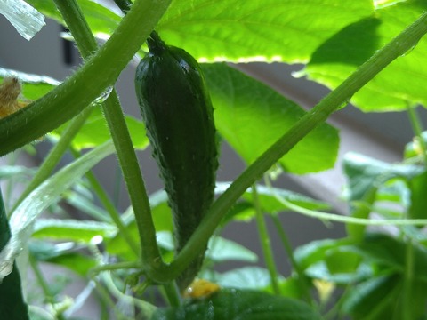 image-Home-Garden-Challenge-Cucumber_0815_3