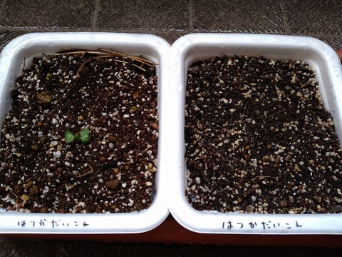 image-The-season of-budding-begins-at-DonFarm_3