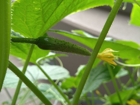 image-Home-Garden-Challenge-Cucumber_0813_3