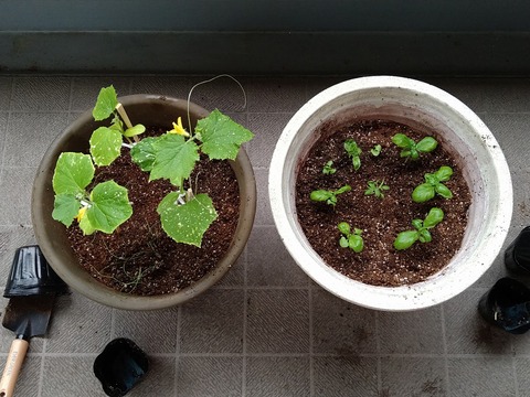 image-Home-Garden-Challenge-Replanting_4