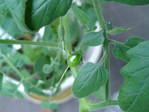 image-Home-Garden-Challenge-Cucumber_0919_2