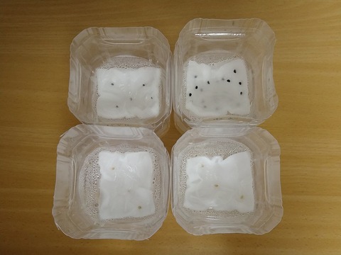 image-Plastic-bottle-hydroponic-cultivation_1107