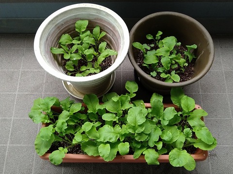 image-Home-Garden-Challenge-Radish_0502_1
