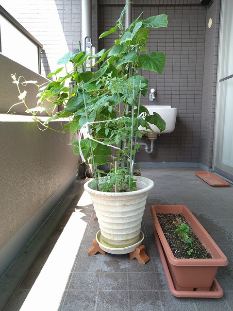 image-Home-Garden-Challenge-Cucumber_0816_6