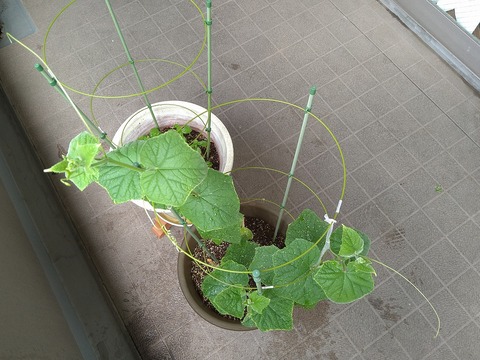 image-Home-Garden-Challenge-Cucumber_0711_3