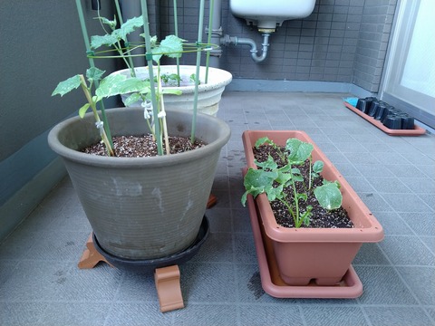 image-Home-Garden-Challenge-Radish_0628_5