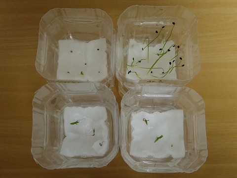 image-Plastic-bottle-hydroponic-cultivation_1117_2