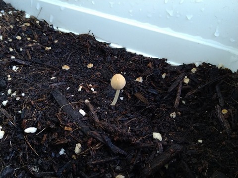 image-A-mound-of-mushrooms-appeared-overnight_3