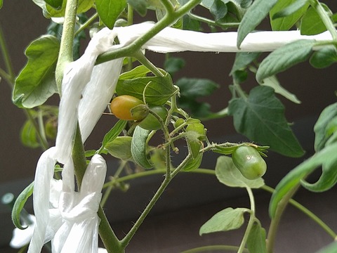 image-Home-Garden-Challenge-Cucumber_1008_2