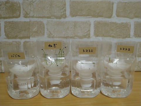 image-Plastic-bottle-hydroponic-cultivation_1118_1