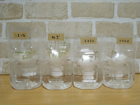 image-Plastic-bottle-hydroponic-cultivation_1215_1