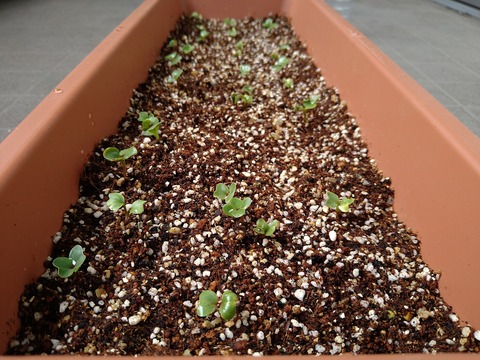image-Home-Garden-Challenge-Radish_0408_3