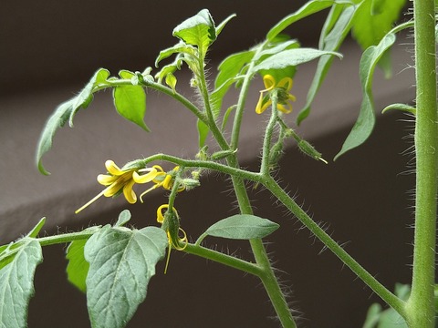 image-Home-Garden-Challenge-Cucumber_0923_2