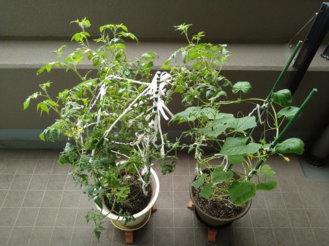 image-Home-Garden-Challenge-Cucumber_1007_1