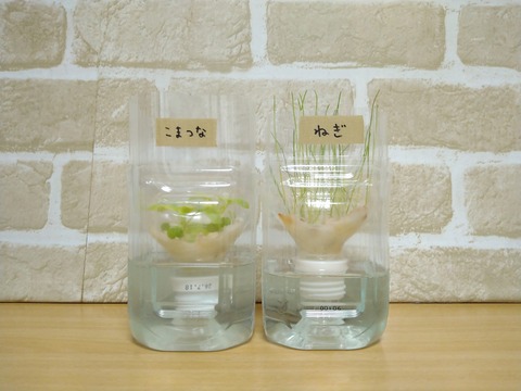 image-Plastic-bottle-hydroponic-cultivation_0120_1