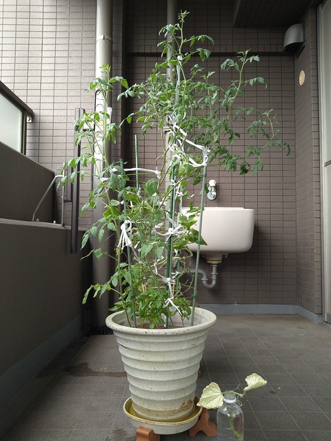 image-Home-Garden-Challenge-Cucumber_0922_5