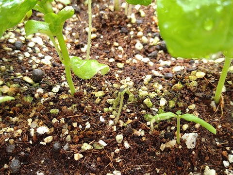 image-Home-Garden-Challenge-Cucumber_0712_3
