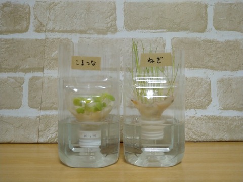 image-Plastic-bottle-hydroponic-cultivation_0130_1