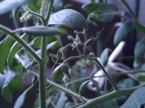 image-Home-Garden-Challenge-Cucumber_0921_2