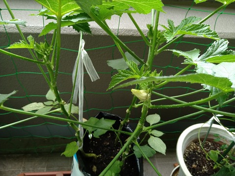 image-The-okra-flower-has-bloomed_3
