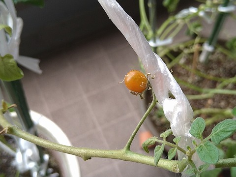 image-Home-Garden-Challenge-Cucumber_1024_2