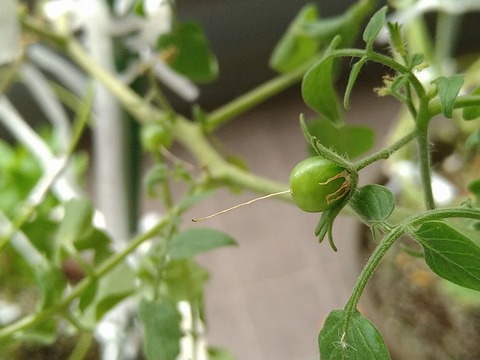 image-Home-Garden-Challenge-Cucumber_1007_2