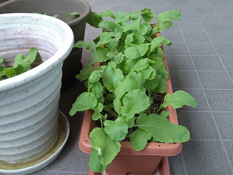 image-Home-Garden-Challenge-Radish_0503_4