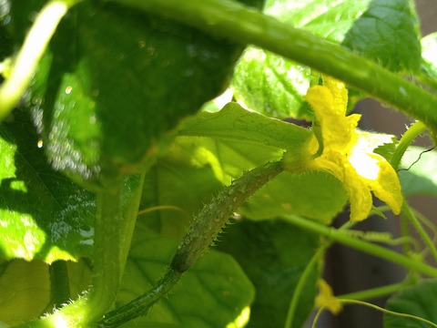 image-Home-Garden-Challenge-Cucumber_0817_4