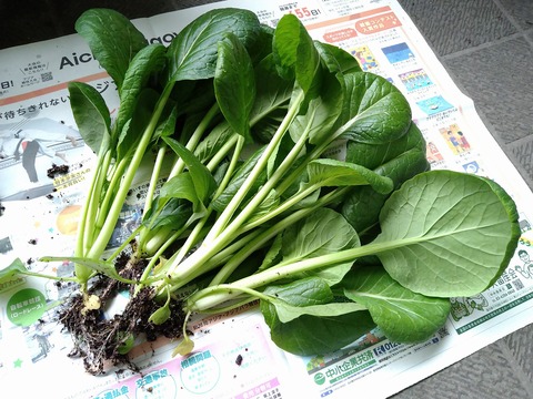 image-Komatsuna-grown-in-a-planter_2