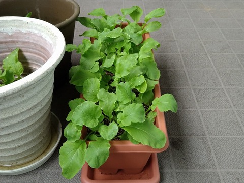 image-Home-Garden-Challenge-Radish_0502_4
