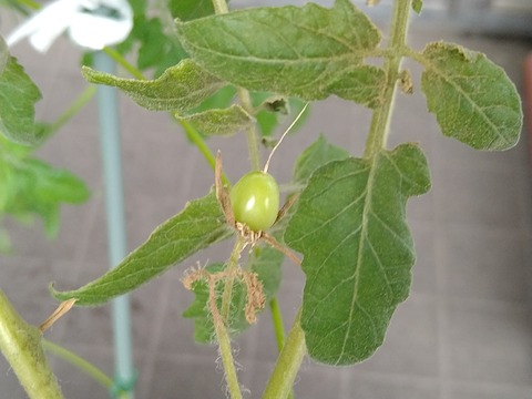 image-Home-Garden-Challenge-Cucumber_1025_2