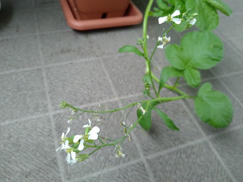 image-Home-Garden-Challenge-Radish_0614_2