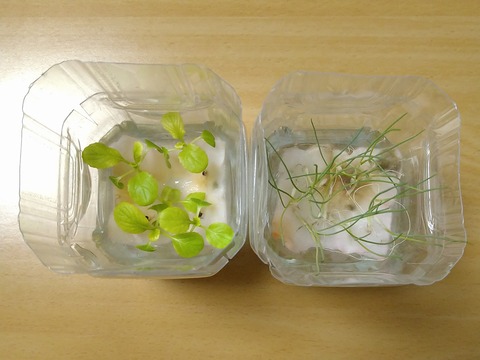 image-Plastic-bottle-hydroponic-cultivation_0115_2